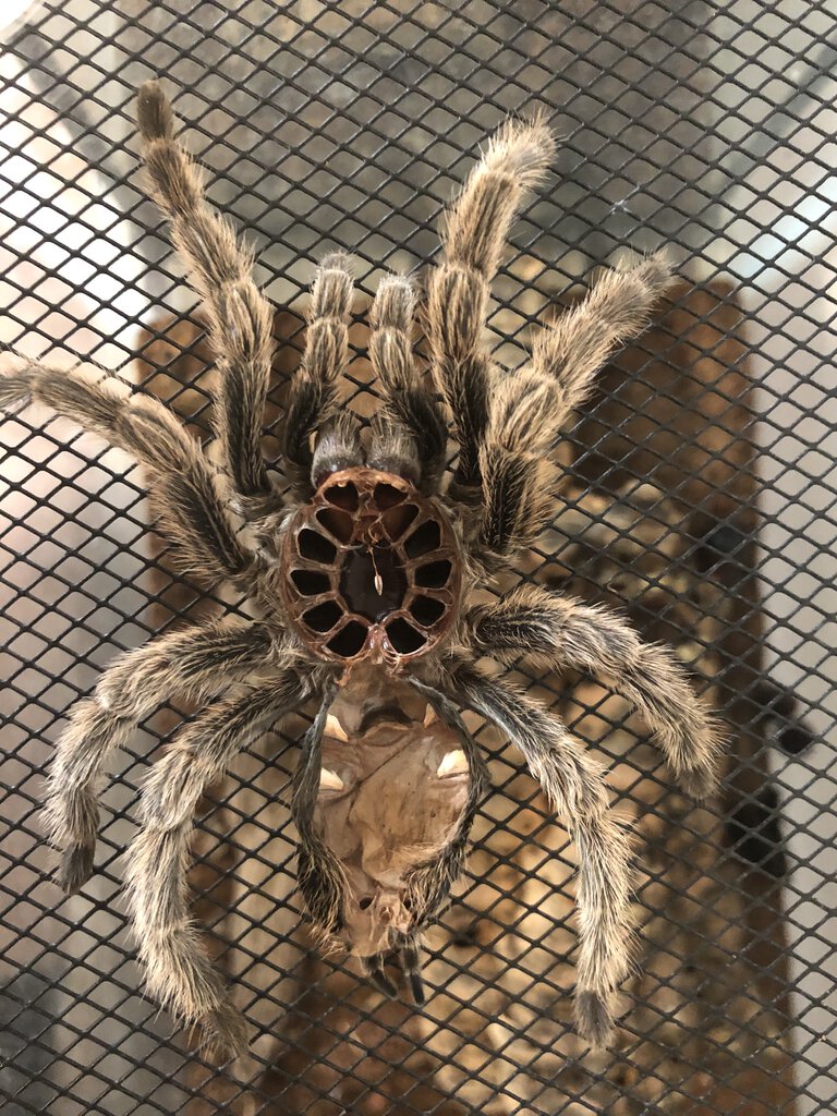 Rose Hair Tarantula [molt sexing]