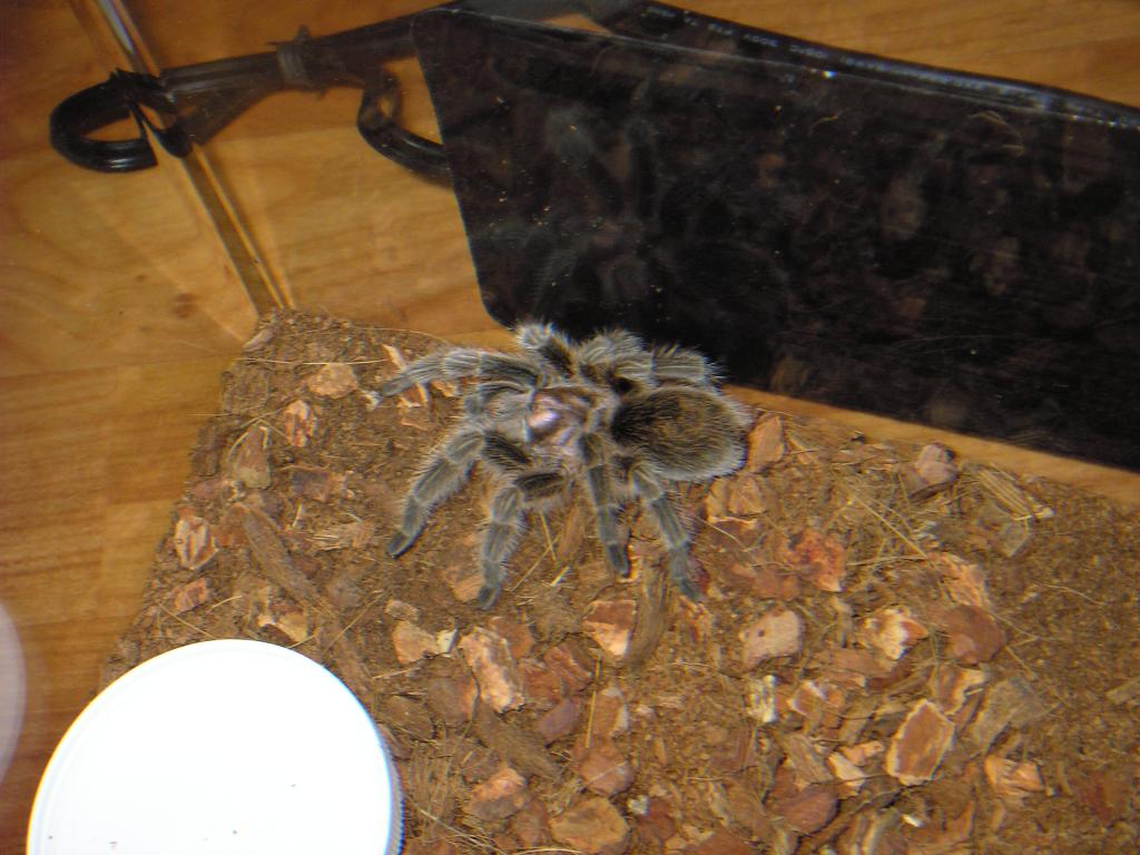 Rose Hair Tarantula (Name: Kikkoman)