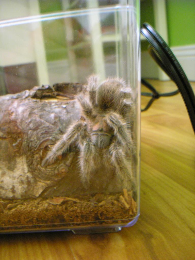 Rose Hair Tarantula (Name: Kikkoman)