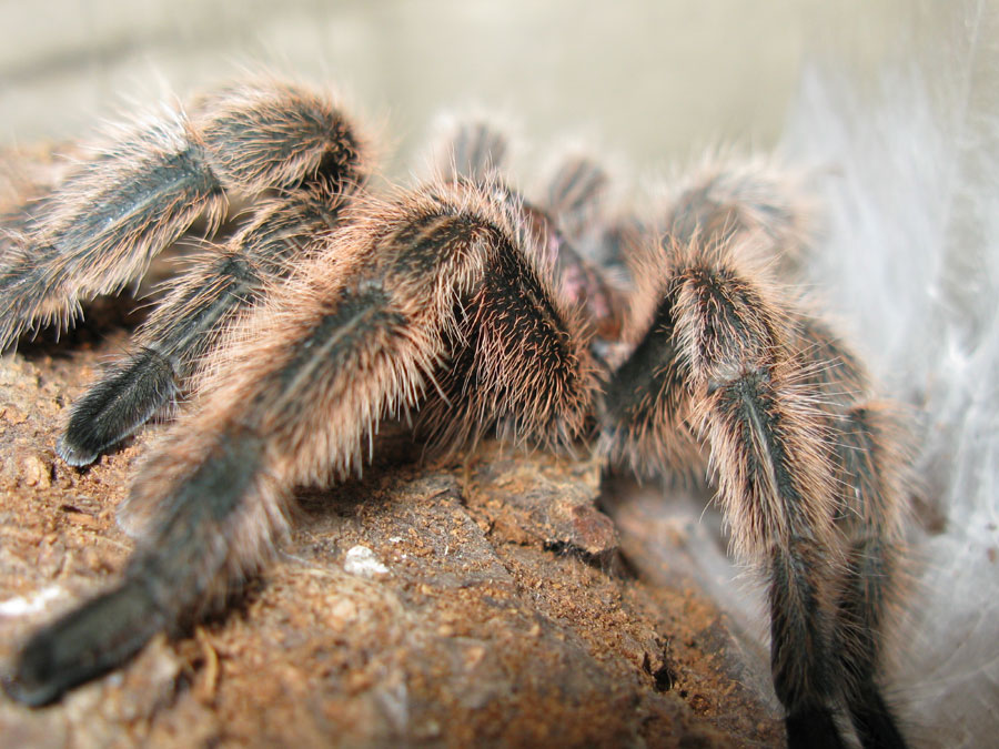 Rosea after molt.