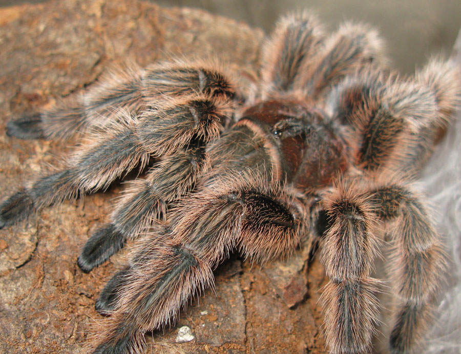 Rosea Fresh Molt