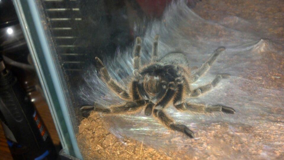 Rosea molting