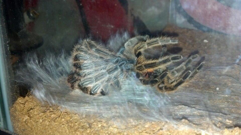 Rosea molting