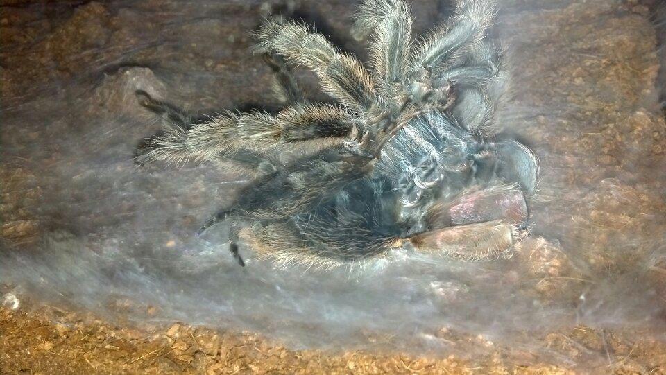 Rosea molting