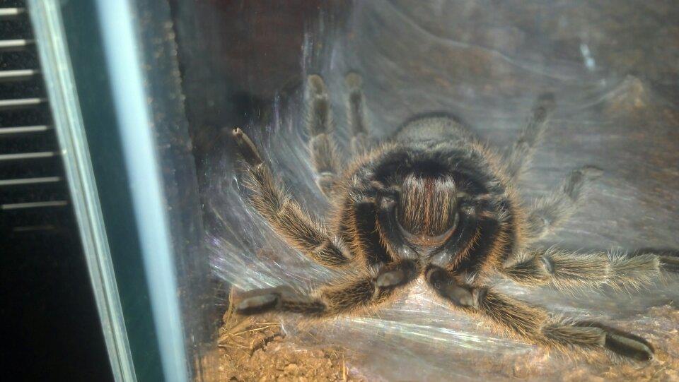 Rosea molting