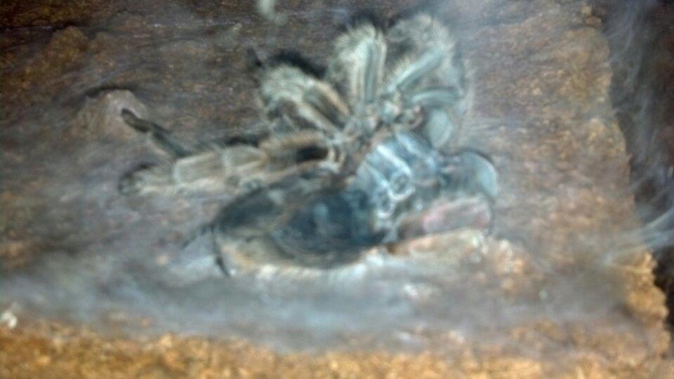 Rosea molting