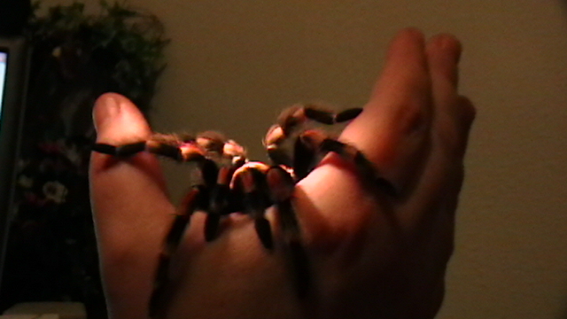 Rosie B smithi