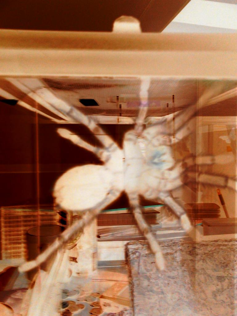 Rosie roommate