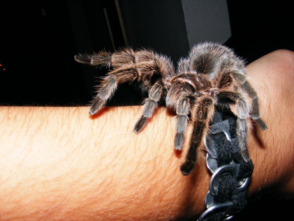Rosie