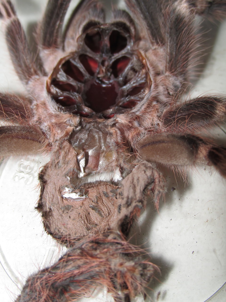 Rough Molt