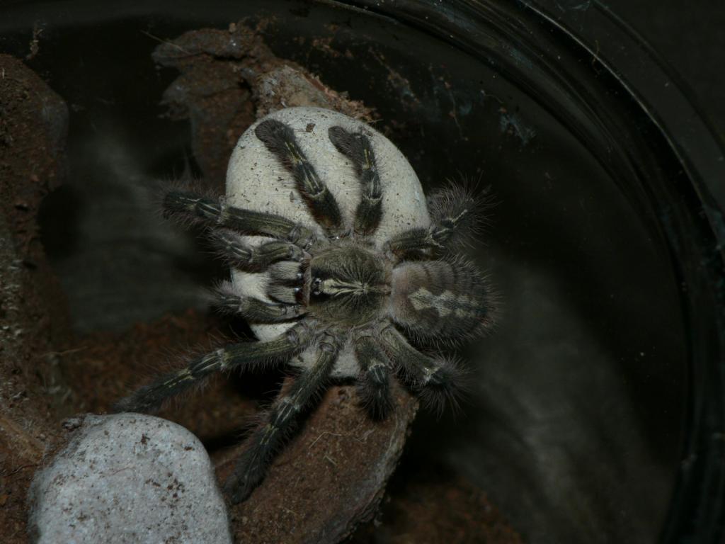 Rufilata Female