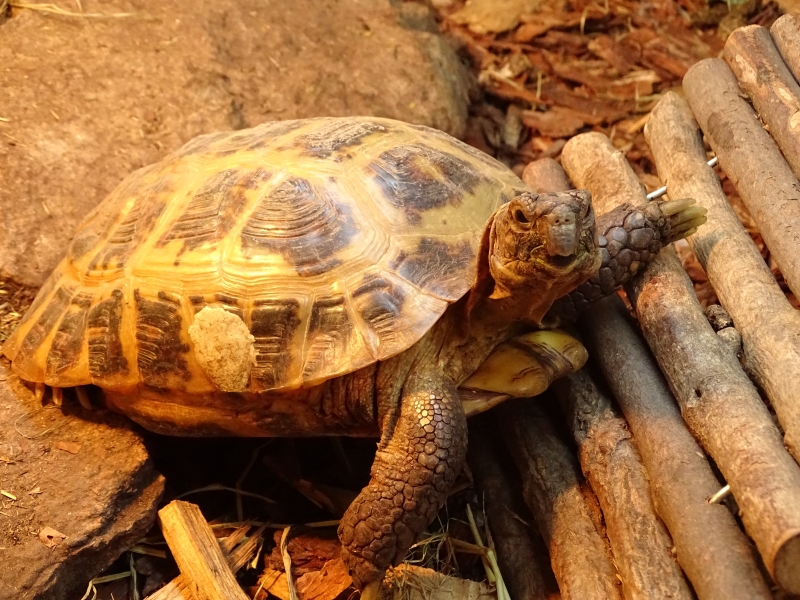 Russian tortoise