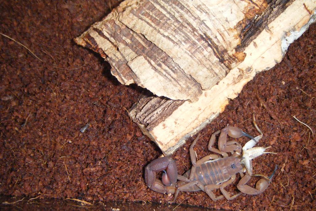 rusty thick tail scorpion