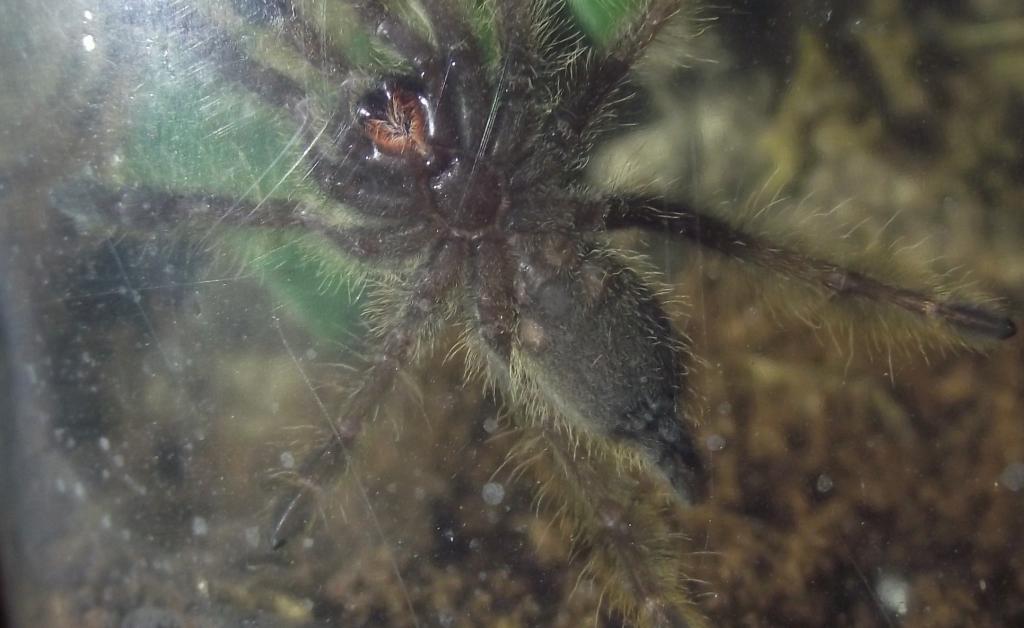 S. calceatum