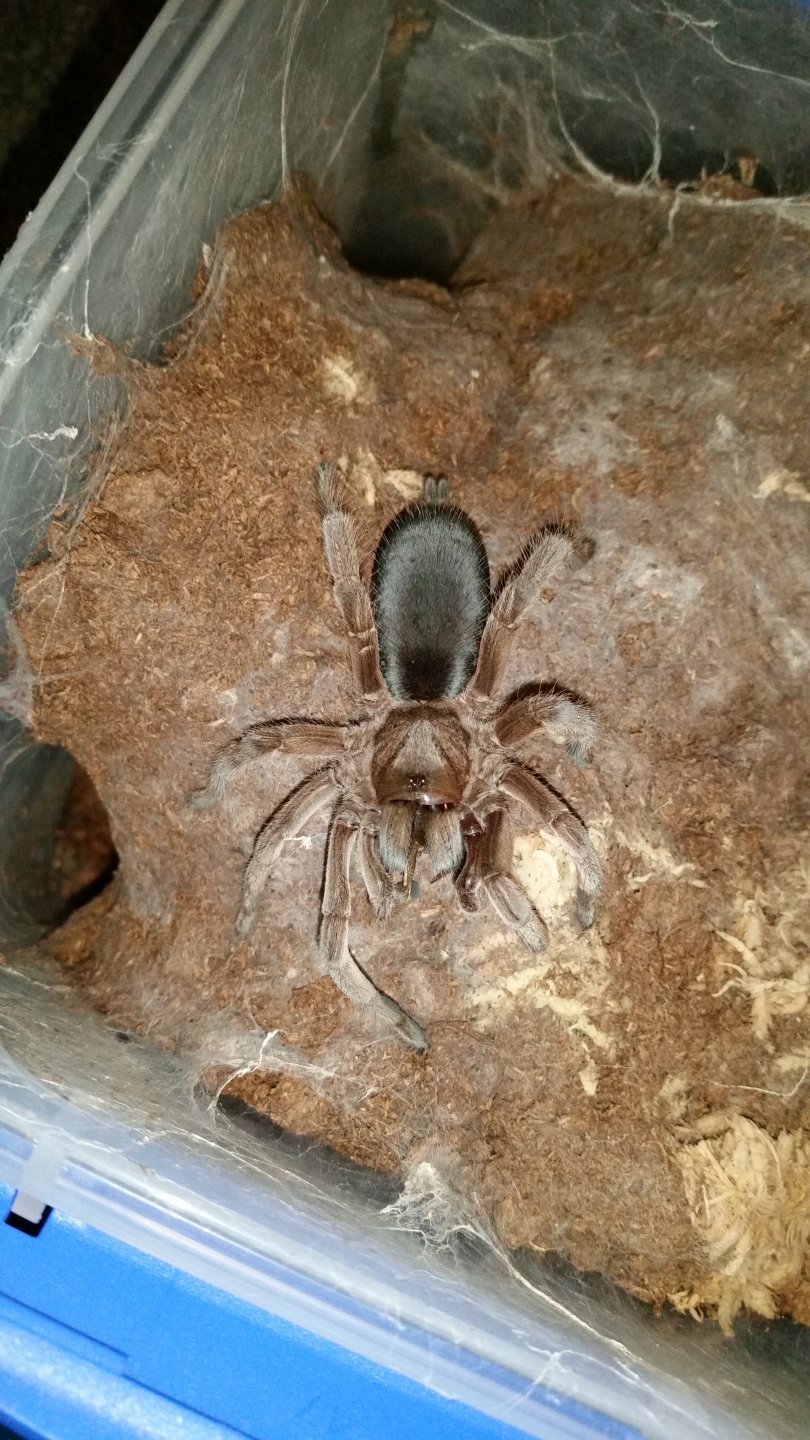 S.Champagne Robustus munching a cricket