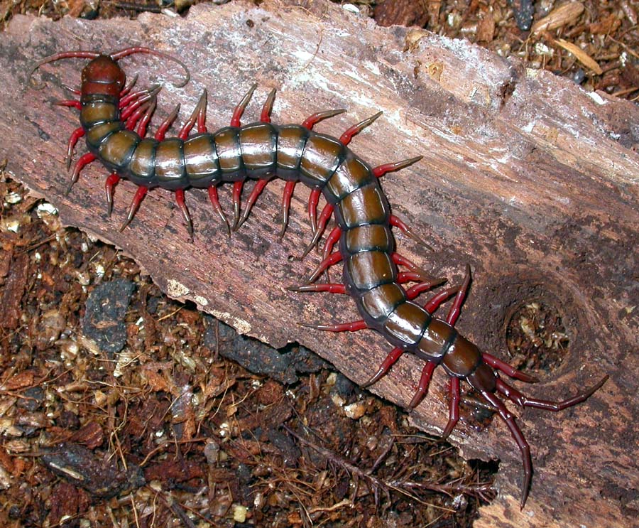 S. subspinipes Barbados