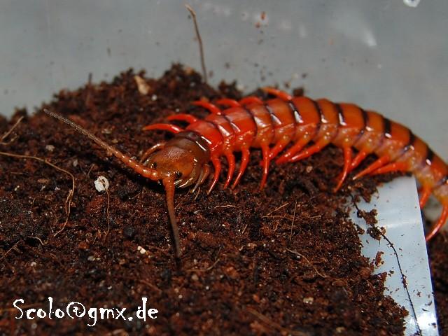 S.subspinipes de haani cherry red