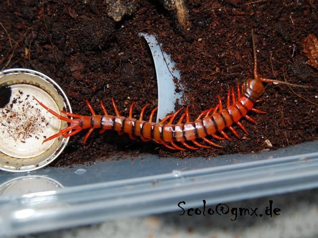 S.subspinipes de haani cherry red