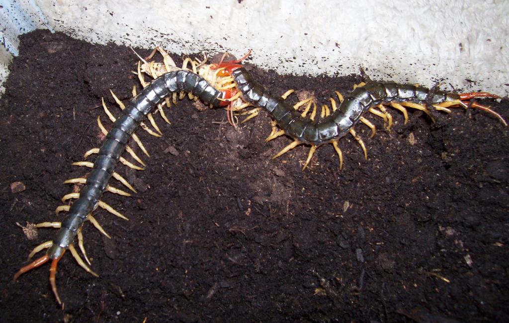 S. subspinipes mutilans share a meal