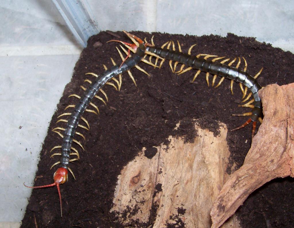 S. subspinipes mutilans