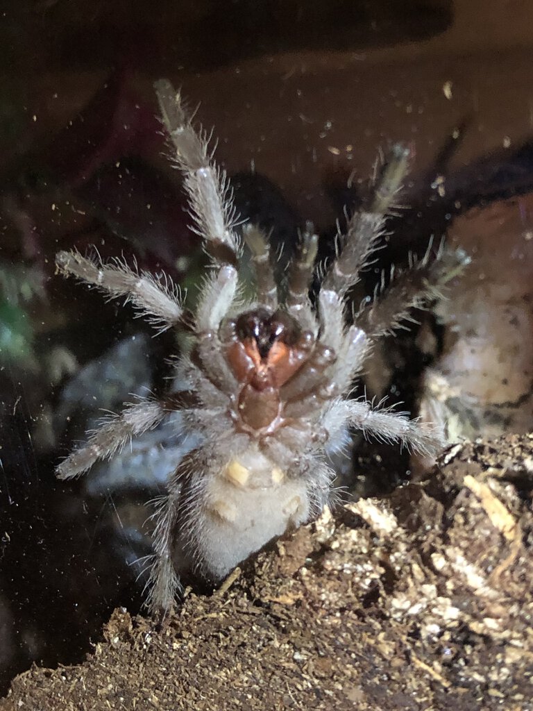 Salmon Pink Birdeater