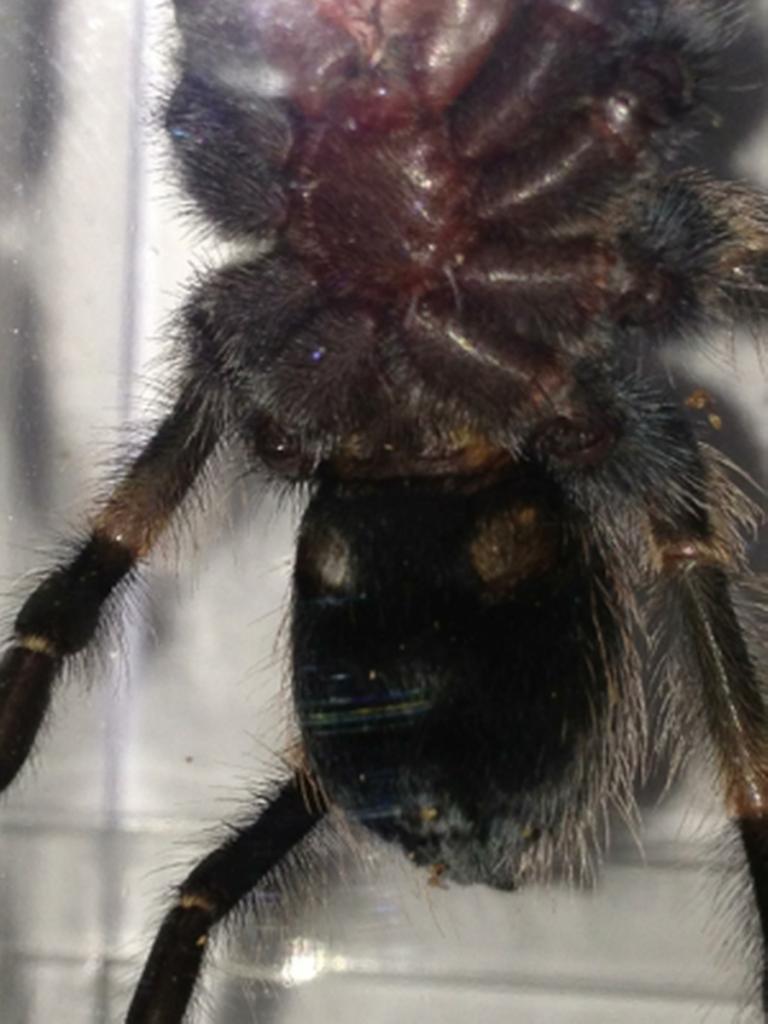 Same B. smithi 2.5&quot;