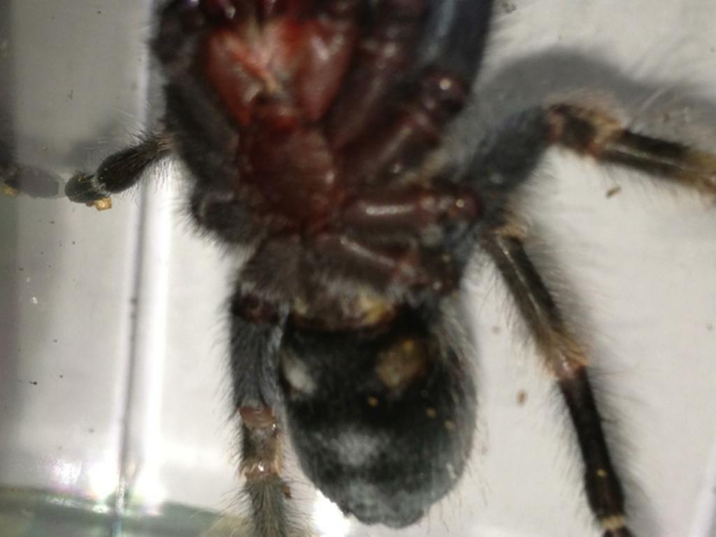 Same B. smithi