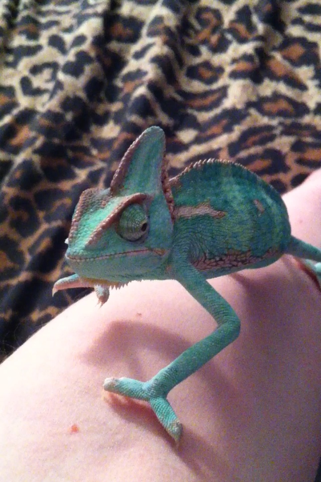 Sammy the Veiled Chameleon