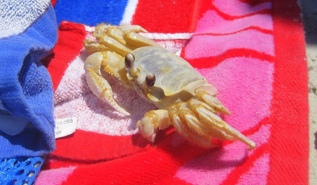 Sand Fiddler Crab (uca Pugilator)