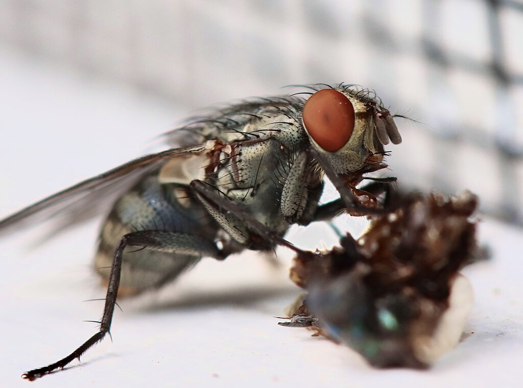 Sarcophagid fly eating some lizard poo....