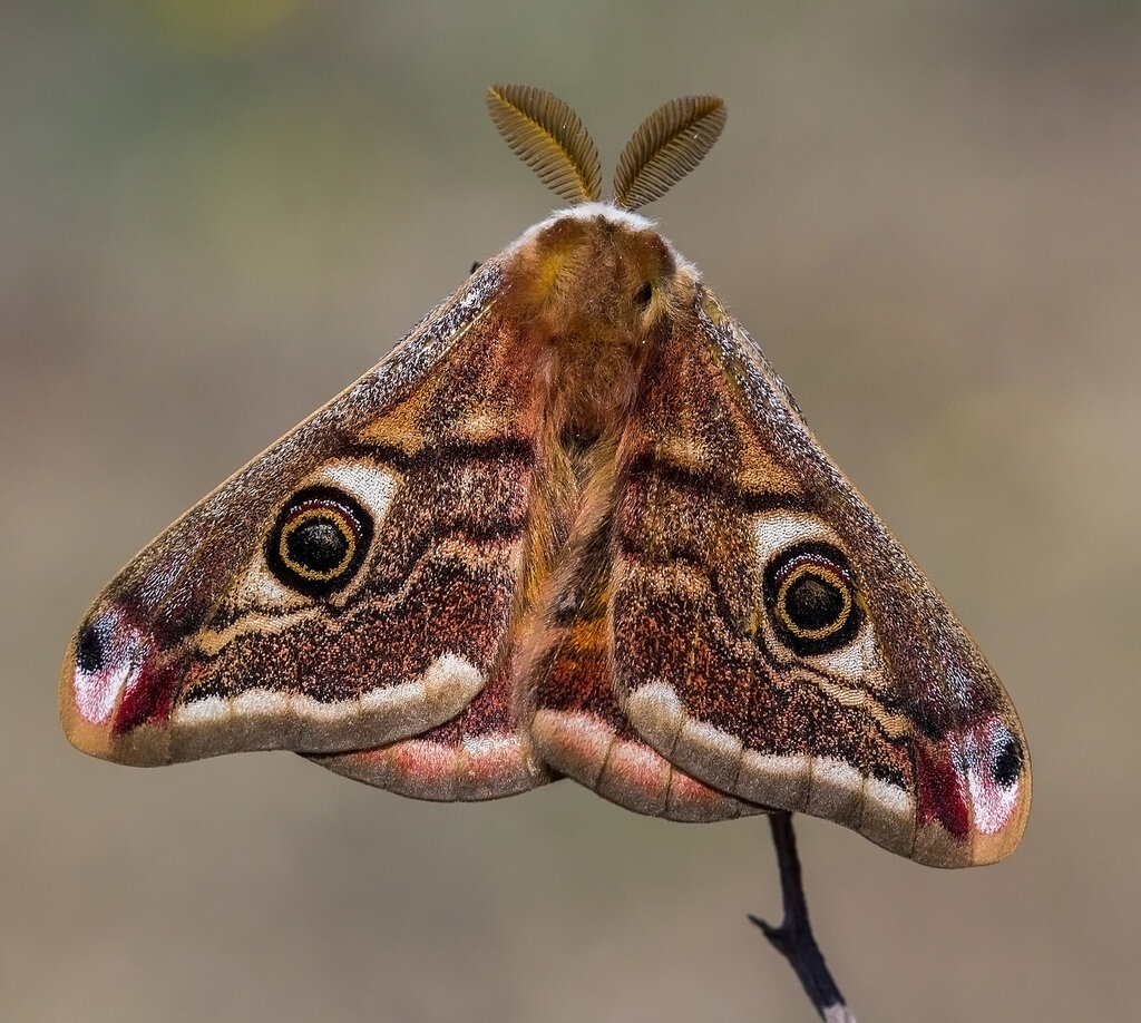 Saturnia pavoniella