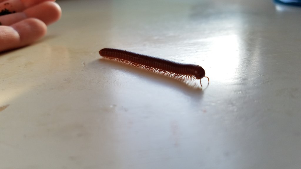 Scarlet millipede female