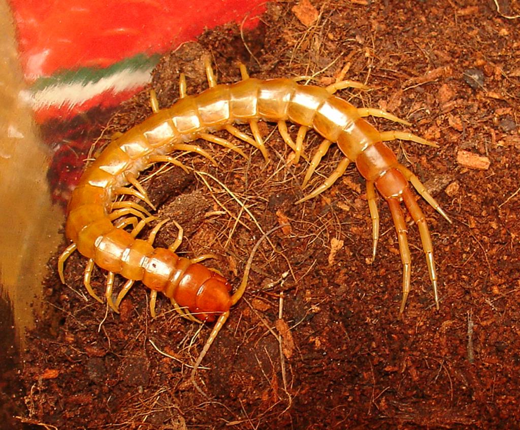 Scolopendra alternans (Florida Keys)