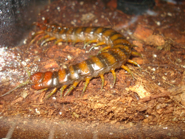 Scolopendra Alternans "Haitian" Dark morph