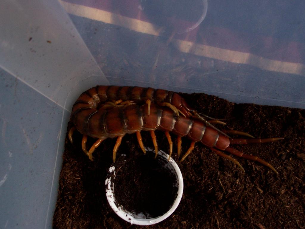 Scolopendra alternans "Haitian Giant"