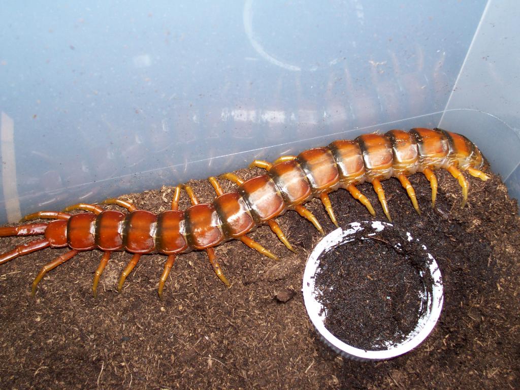 Scolopendra alternans "Haitian Giant"