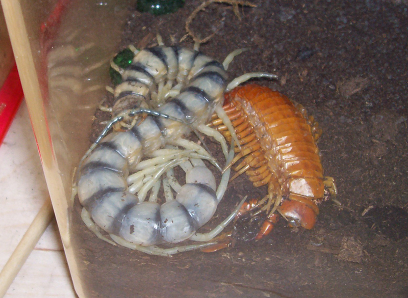 Scolopendra alternans w/ molt