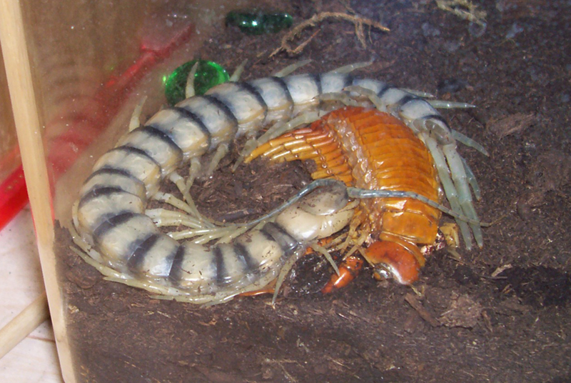 Scolopendra alternans w/ molt