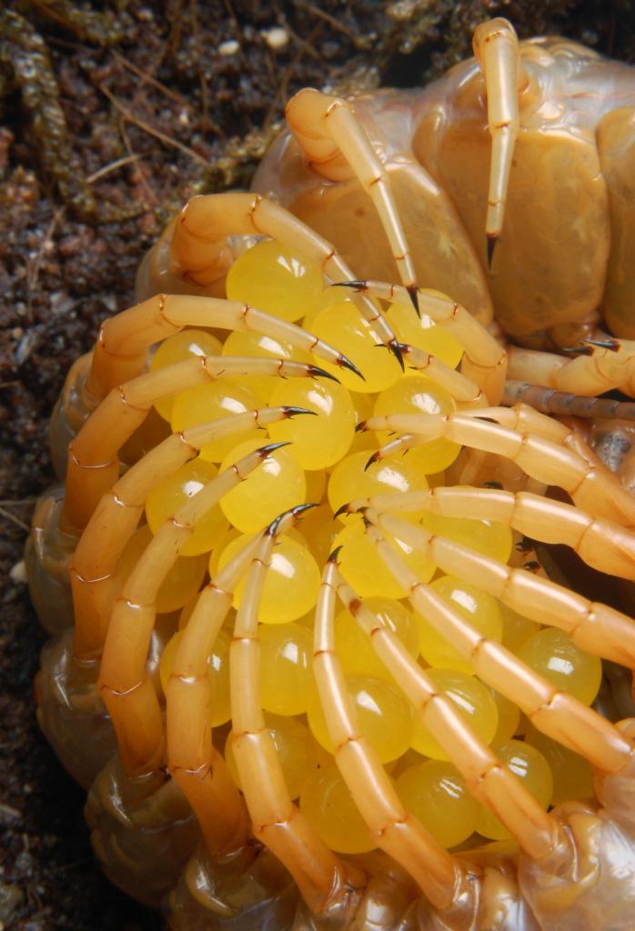 Scolopendra alternans with eggs