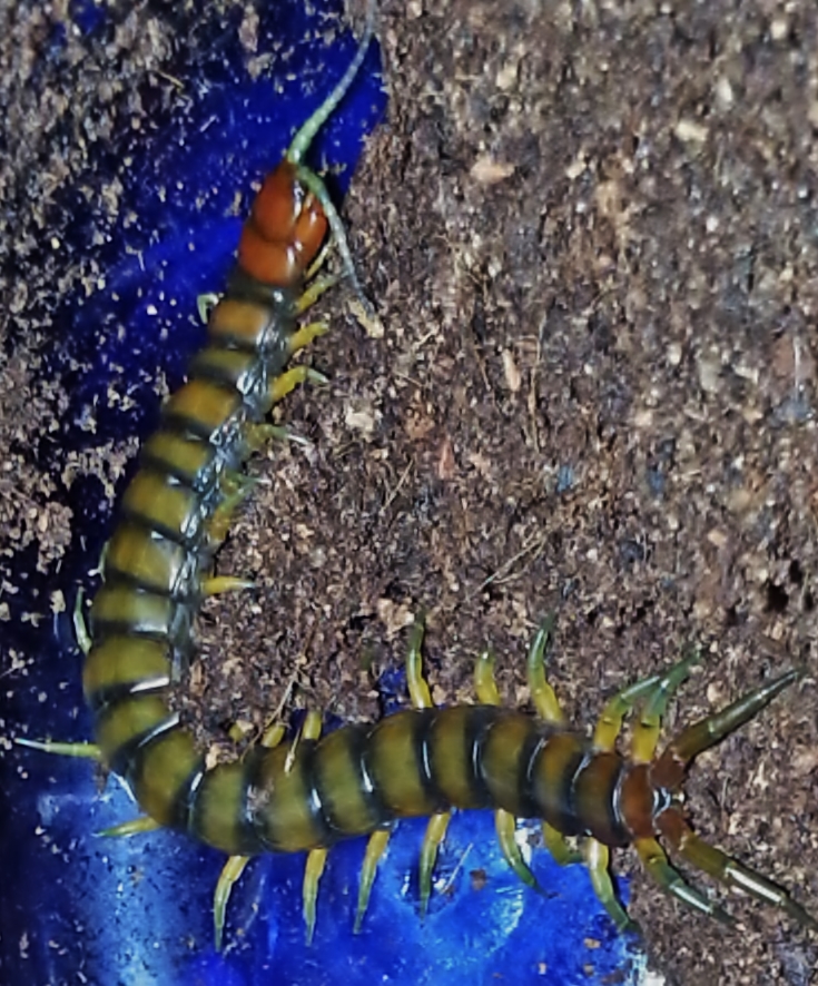 Scolopendra Alternans?