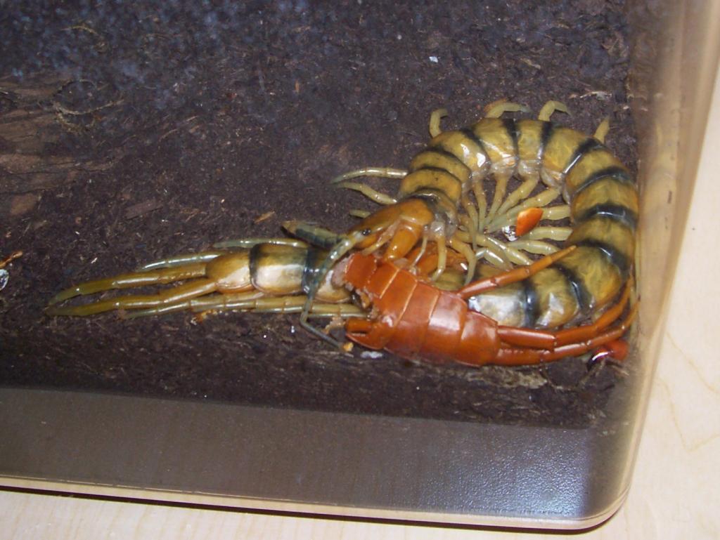 Scolopendra alternans