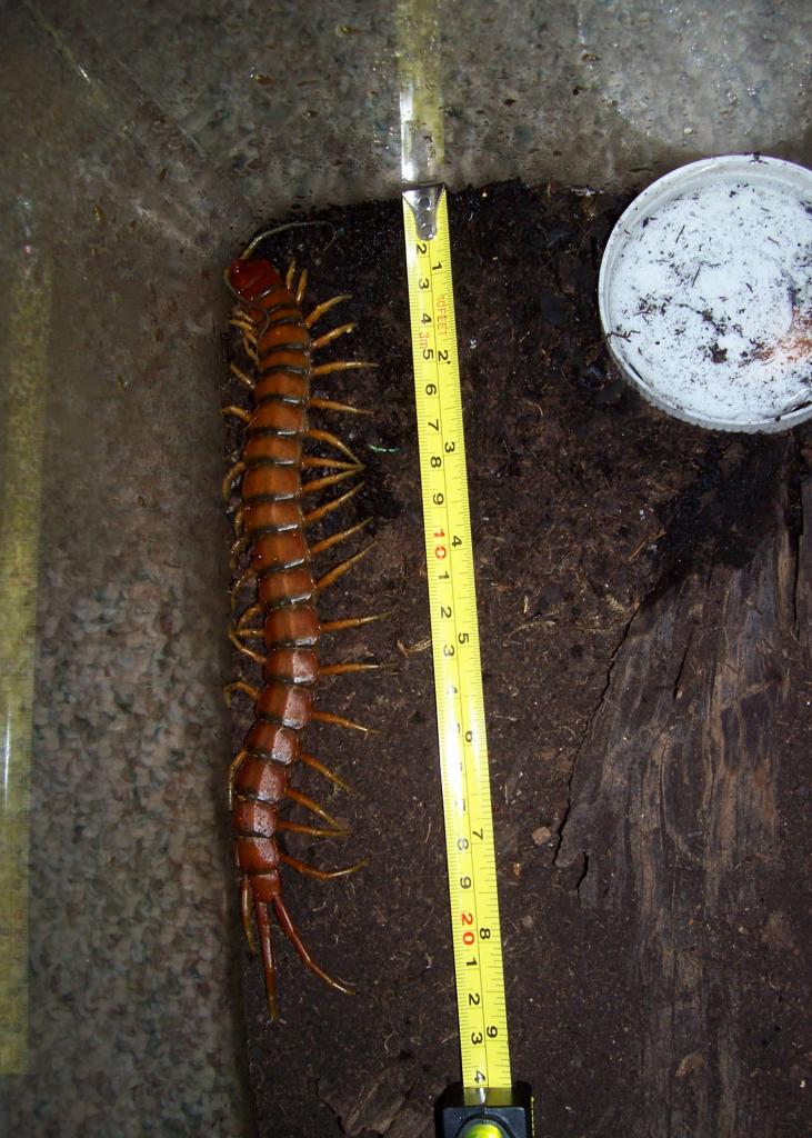 Scolopendra alternans