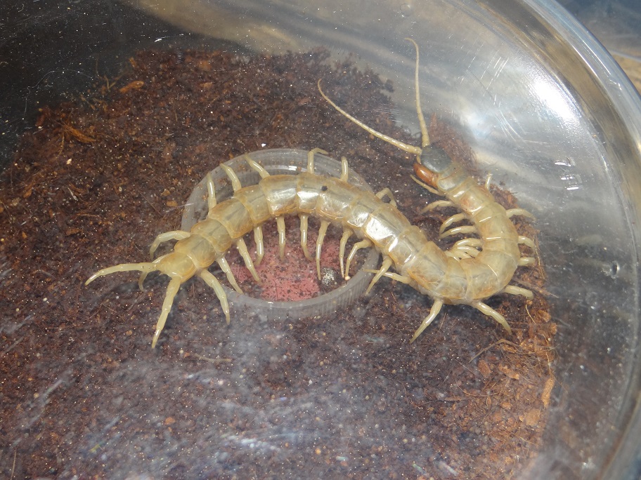 Scolopendra aztecorum