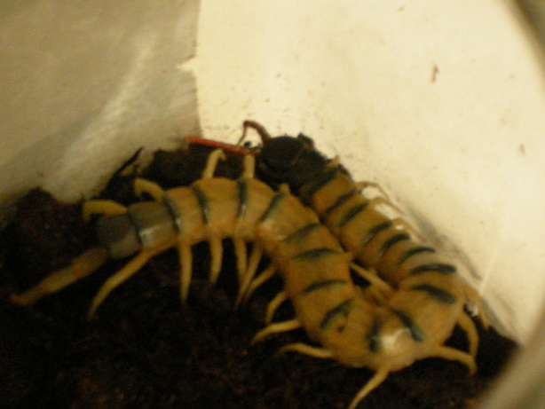 Scolopendra cingulata 2