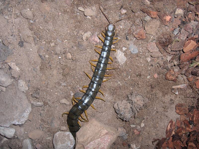 Scolopendra cingulata "greece"