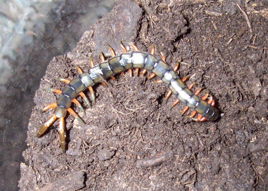 Scolopendra cingulata, "Israeli Black" form