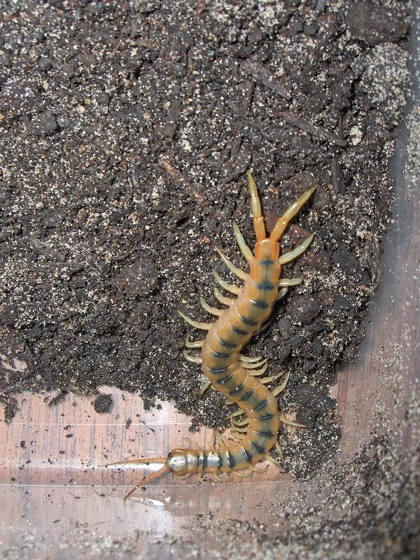 Scolopendra cingulata "italy"