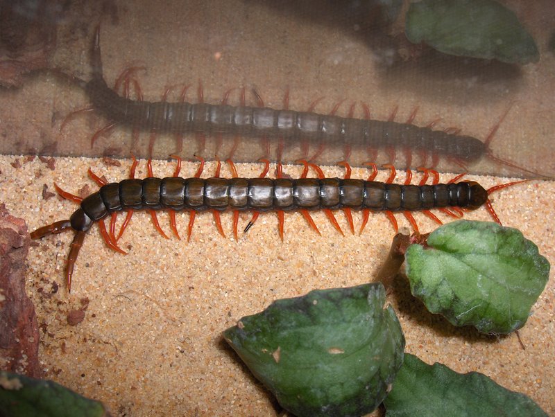 Scolopendra cingulata "south france"