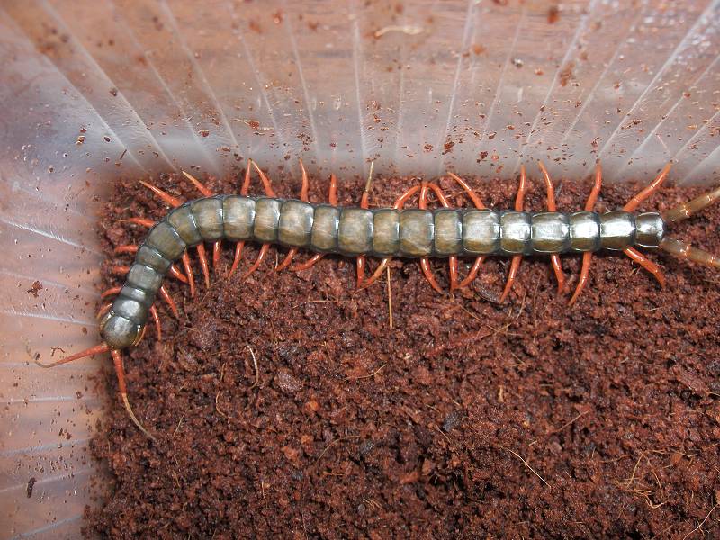 Scolopendra cingulata