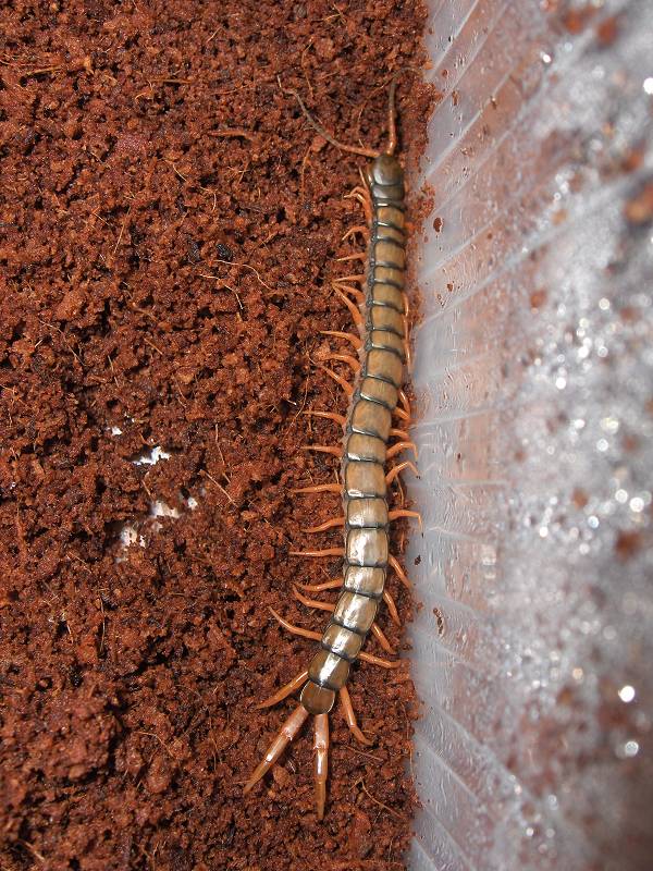 Scolopendra cingulata